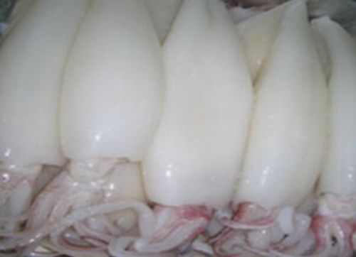 Cleaned Squid Fish