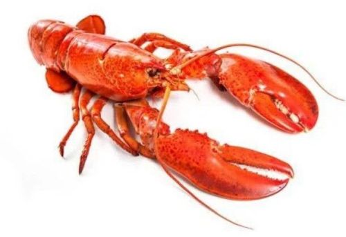 Fresh Big Lobster