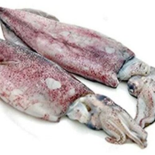 Ocean Harvest Seafood Collection