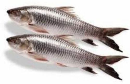 Frozen Rohu Fish