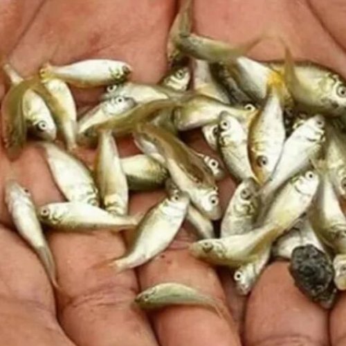 Golden Pomfret Fish Seeds