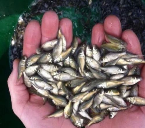 Pomfret Fish Seeds