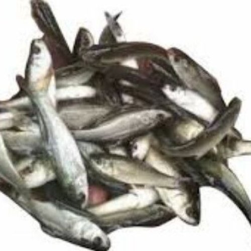 Rohu Fish Seeds