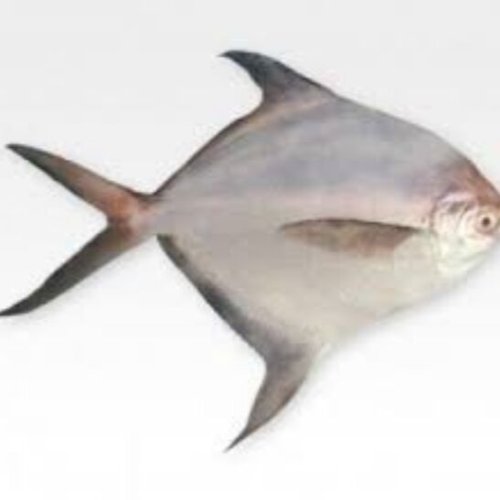 Marine Fish Trading Division