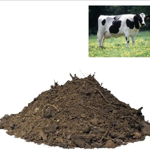 Fresh Cow Dung