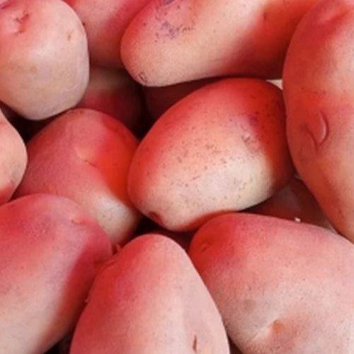 Fresh Red Potato