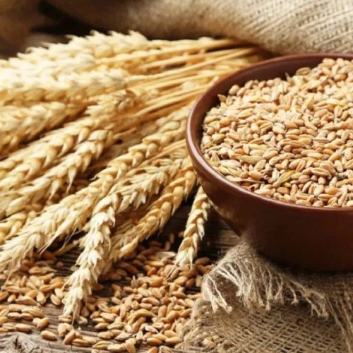 Wheat Grain