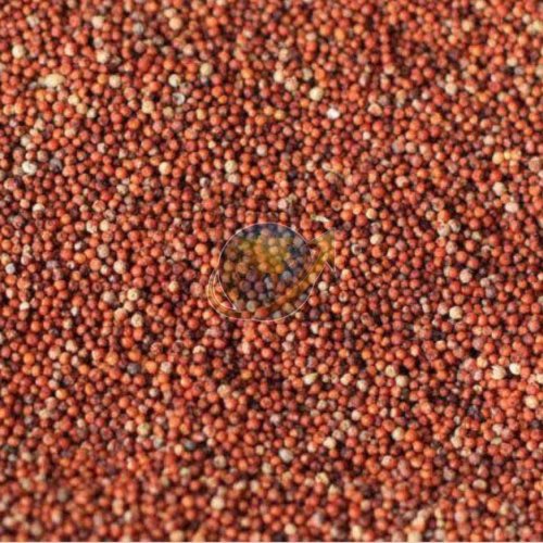 Finger Millet Seeds