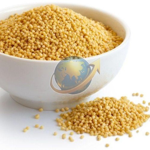 Foxtail Millet Seeds