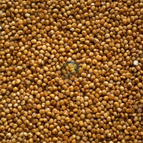 Kodo Millet Seeds