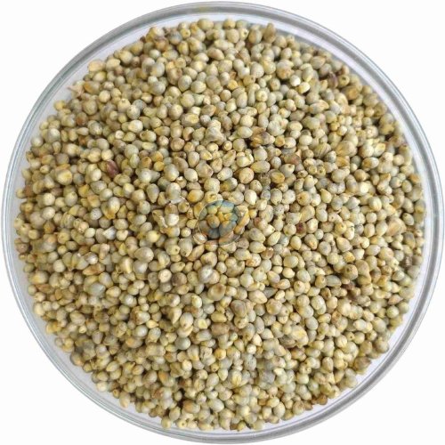 Pearl Millet Seeds