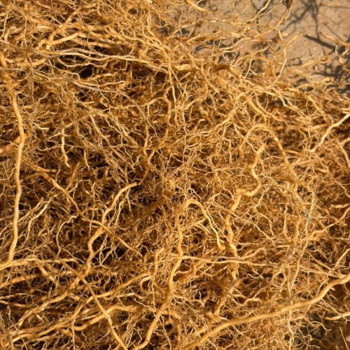 Dried Vetiver Roots