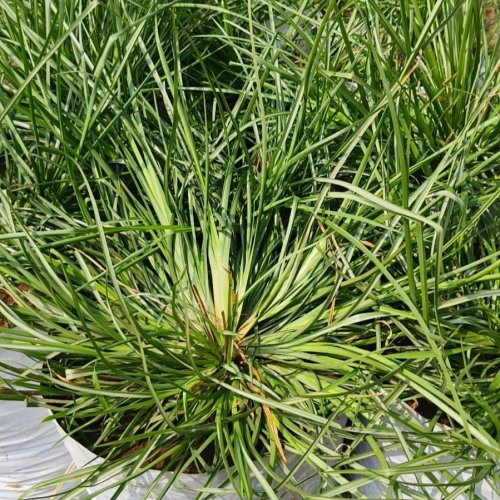 Fresh Vetiver Grass