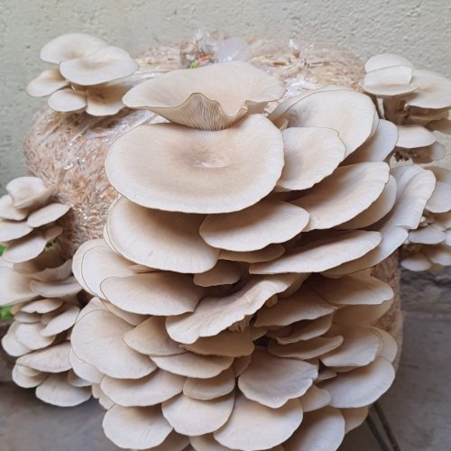 White Oyster Mushroom Spawn