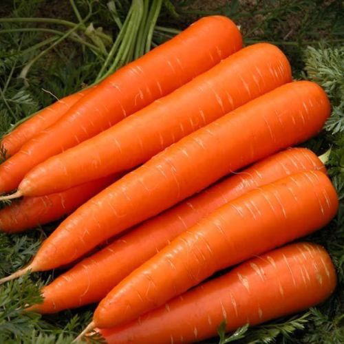 A Grade Fresh Carrot