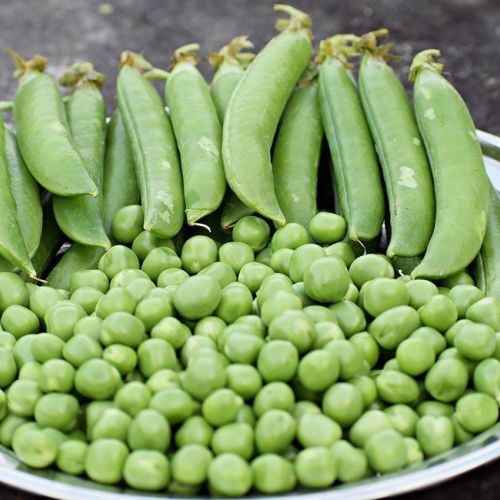 A Grade Fresh Green Pea