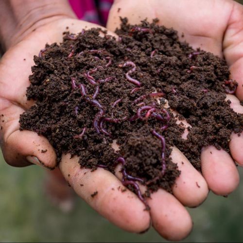 Granules Vermicompost Manure