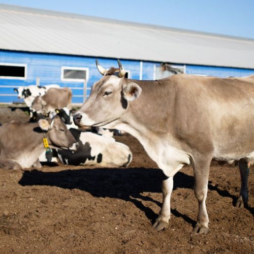 Panchagavya Liquid Bio Stimulant