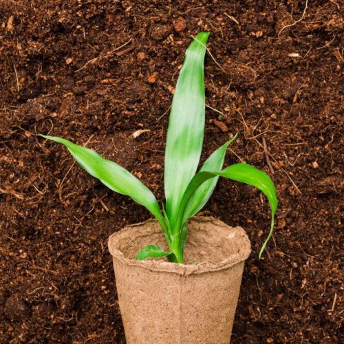 Pure Processed Cocopeat