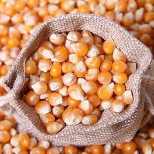 Natural Maize Seeds