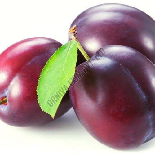 A Grade Fresh Plum