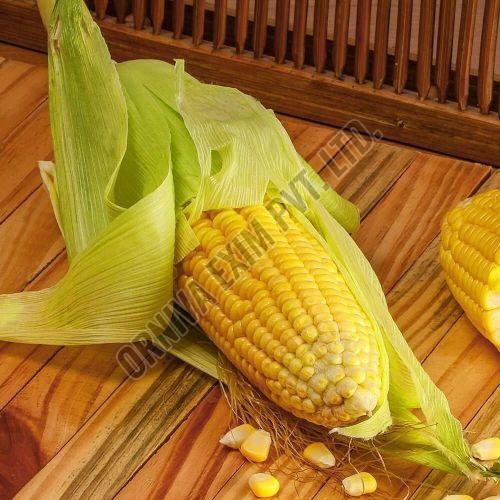 A Grade Fresh Yellow Sweet Corn