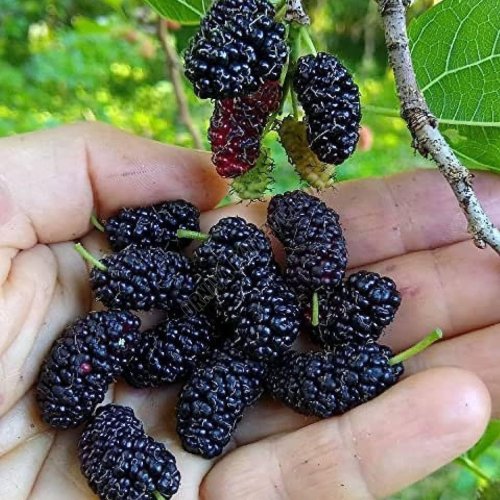Fresh Natural Black Mulberry