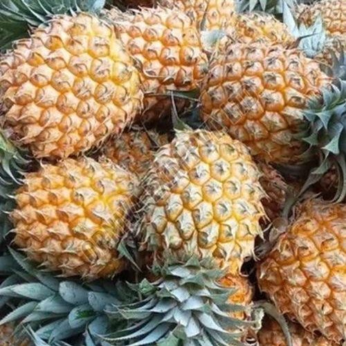 Queen Fresh Pineapple