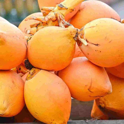 Fresh Fruits