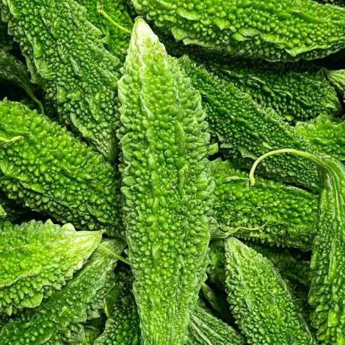 Fresh Bitter Gourd