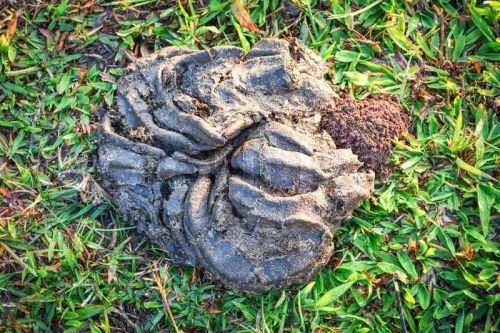 Raw Wet Buffalo Manure