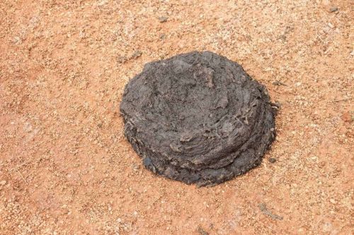 Unprocessed Fresh Buffalo Dung