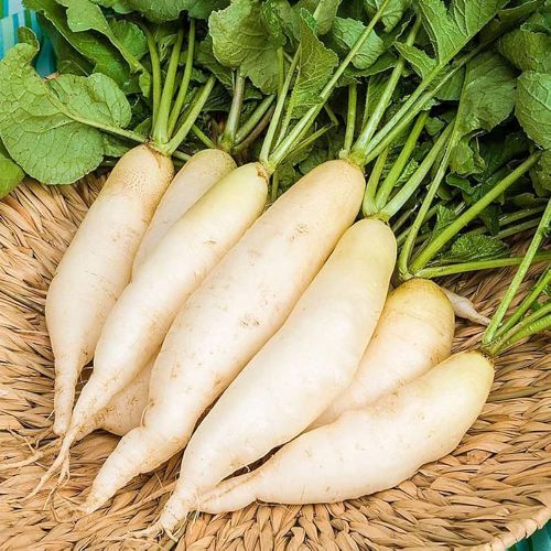 Fresh White Radish