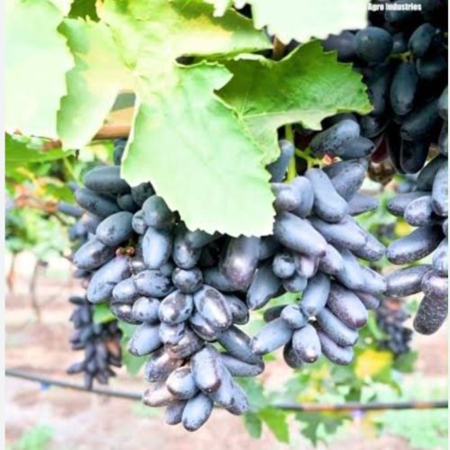 A Grade Fresh Black Grape