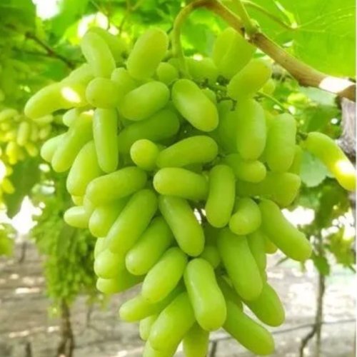A Grade Fresh Green Grape