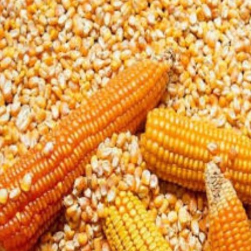 Yellow Maize Seeds