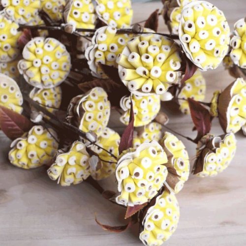 Burl Sola Wood Flower Stick