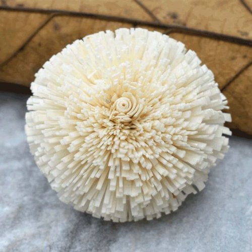 Kadam Sola Wood Flower