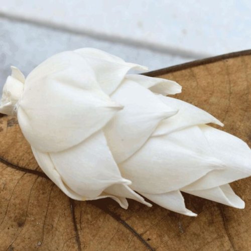 Leilani Pine Sola Wood Flower