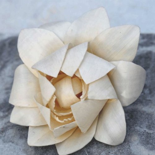 Linden Sola Wood Flower
