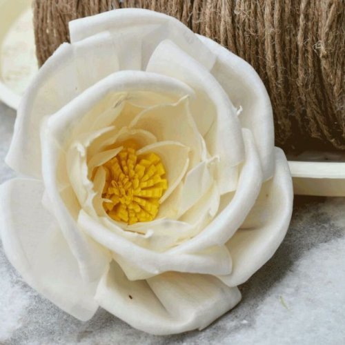 Pollen Bird Rose Sola Wood Flower