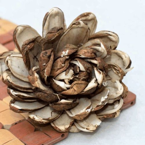 Skin Supernova Sola Wood Flower