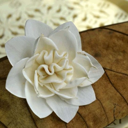Tecksoi Aster Sola Wood Flower - 100% Natural
