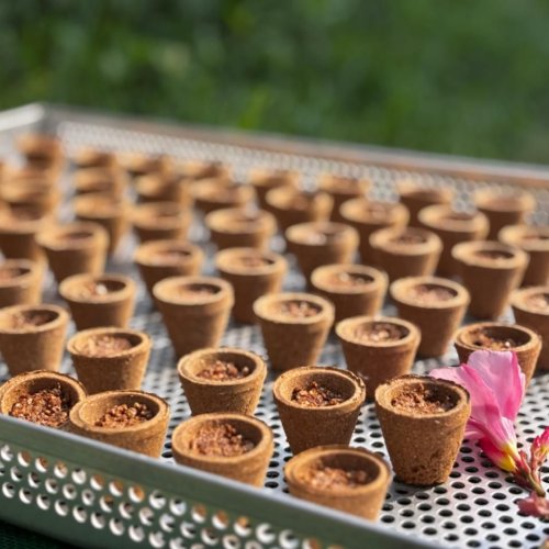 Premium Sambrani Cup