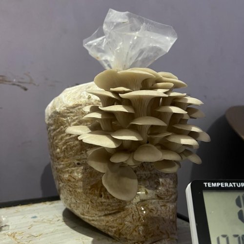 Fresh Oyster Mushroom