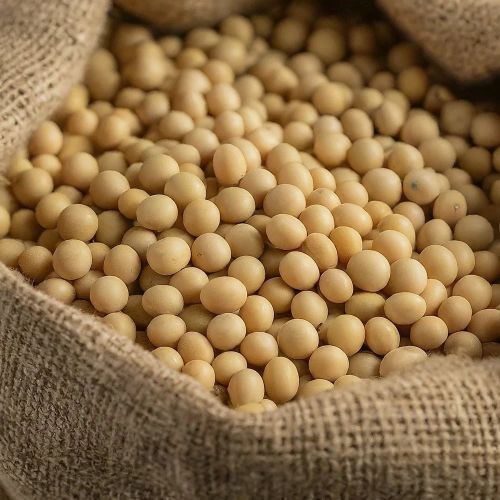 Organic Soybean Seeds