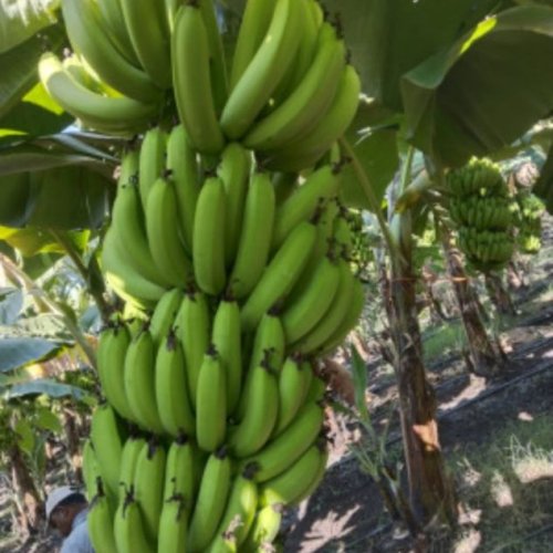 A Grade Fresh Green Banana
