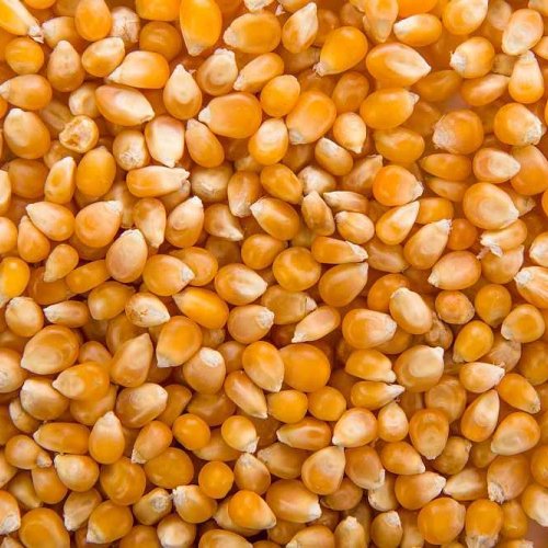 Golden Yellow Corn