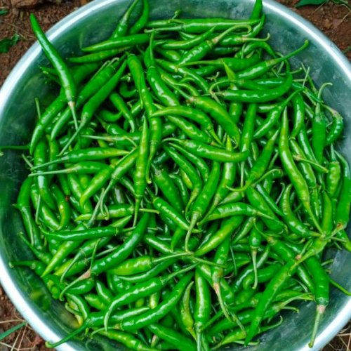 A Grade Fresh Green Chilli