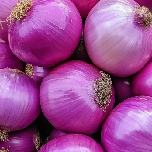 Premium Quality Fresh Red Onion